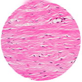 Stratified squamous
