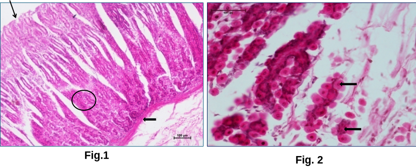Glandular Stomach 1