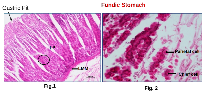 Glandular Stomach 2