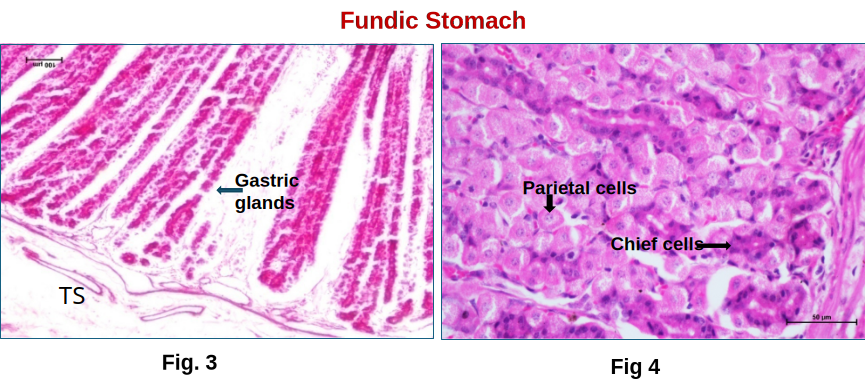 Glandular Stomach 3