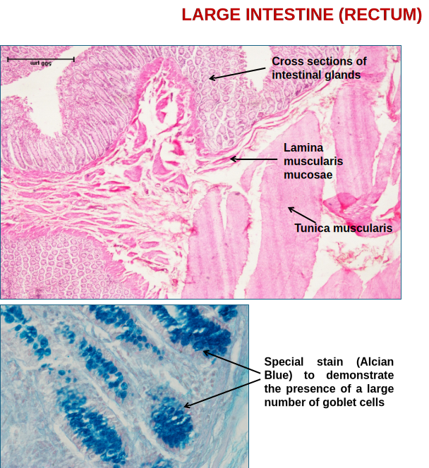 Large Intestine 4