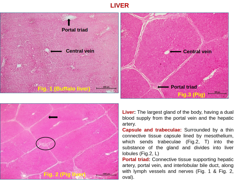 Liver 2