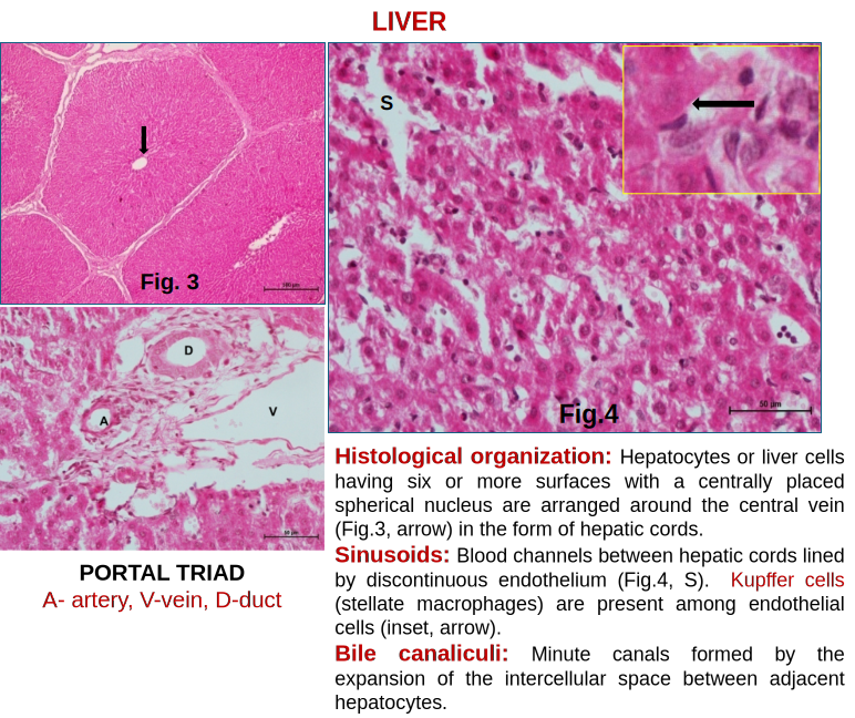 Liver 4