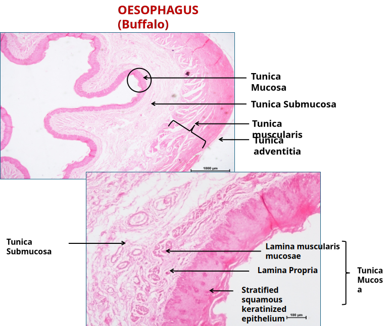 Oesophagus 2