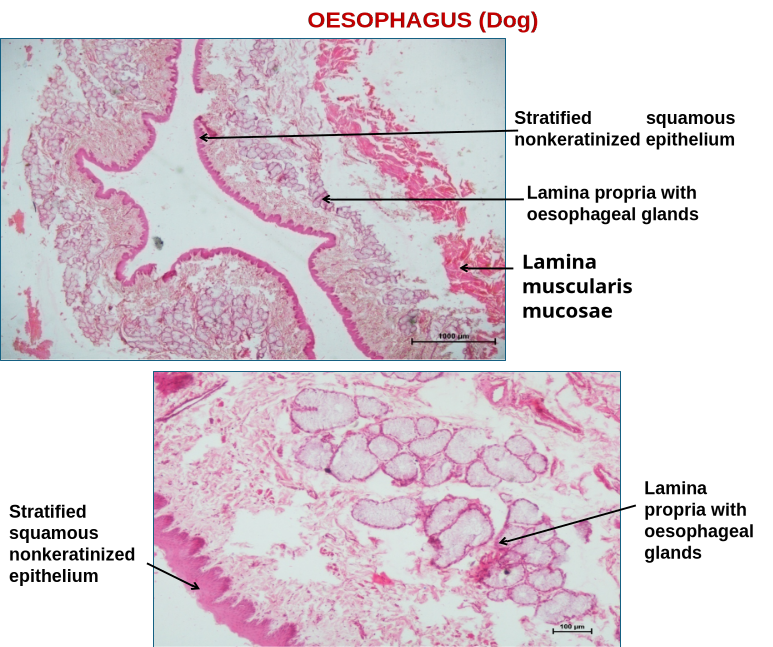 Oesophagus 4