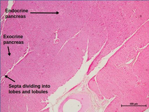 Pancreas 2