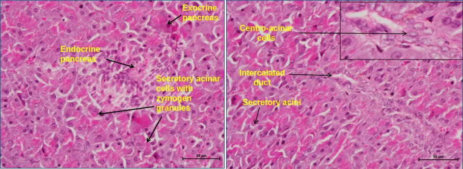 Pancreas 4