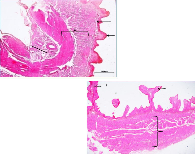 Ruminant Stomach 1