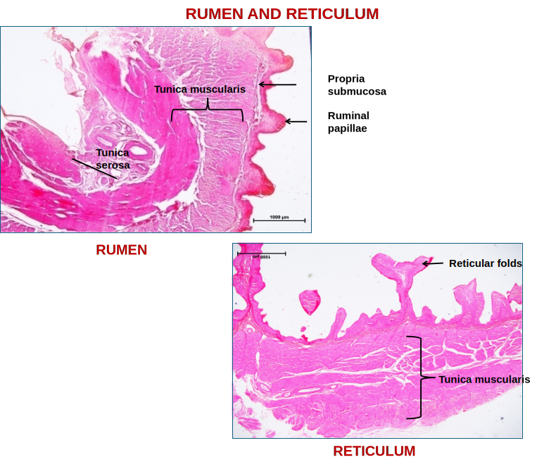 Ruminant Stomach 2