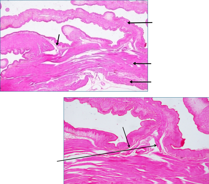 Ruminant Stomach 3