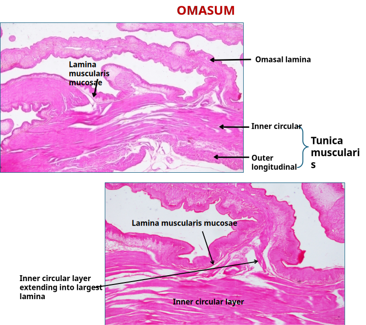 Ruminant Stomach 4