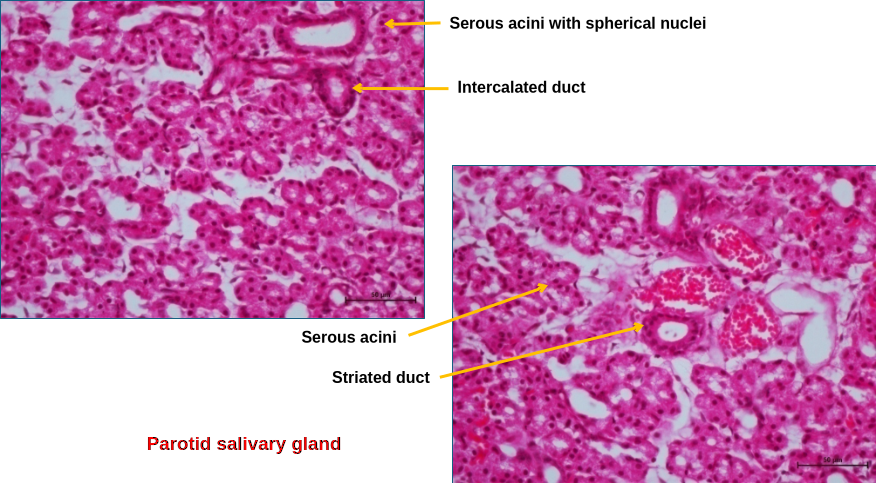 Salivary gland 2