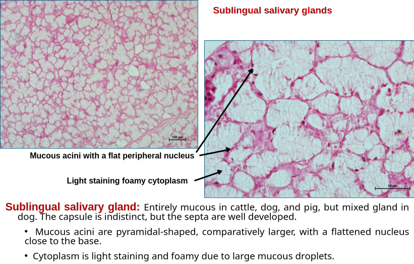 Salivary gland 4