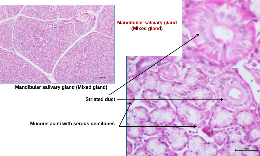Salivary gland 6
