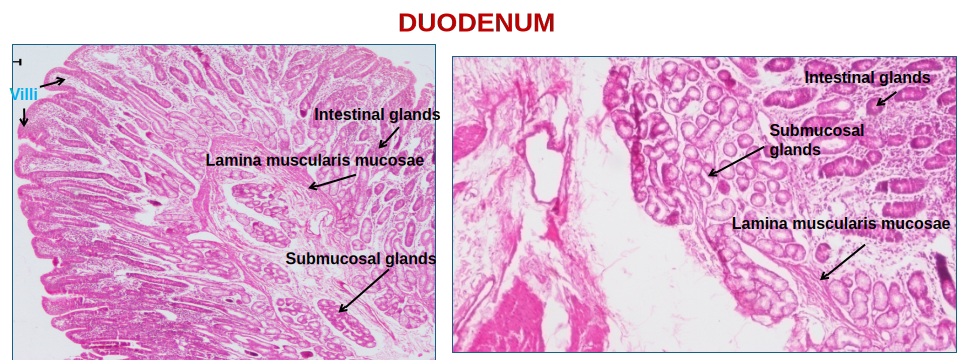 Small Intestine 2