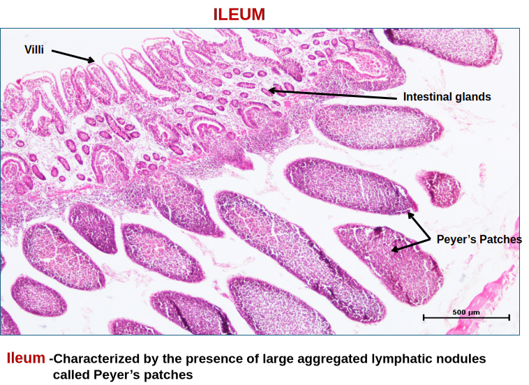 Small Intestine 4