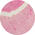 Pituitary Gland