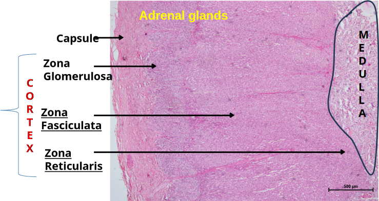 Adrenal Gland 2