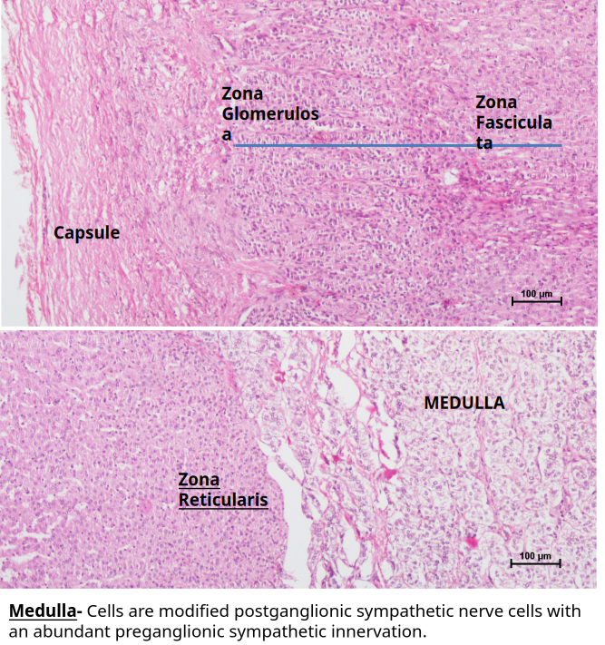 Adrenal Gland 4