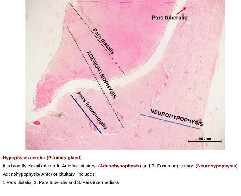 Pituitary Gland 2