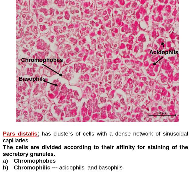 Pituitary Gland 4