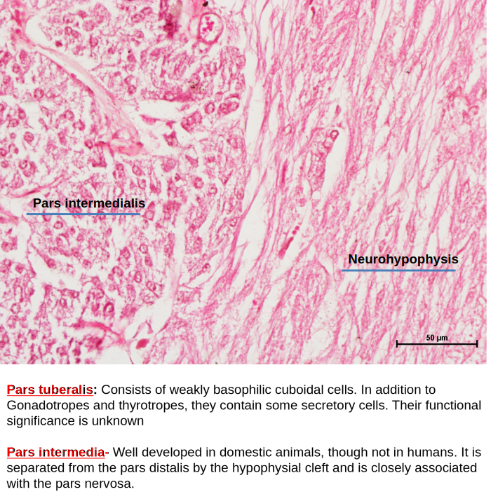 Pituitary Gland 6