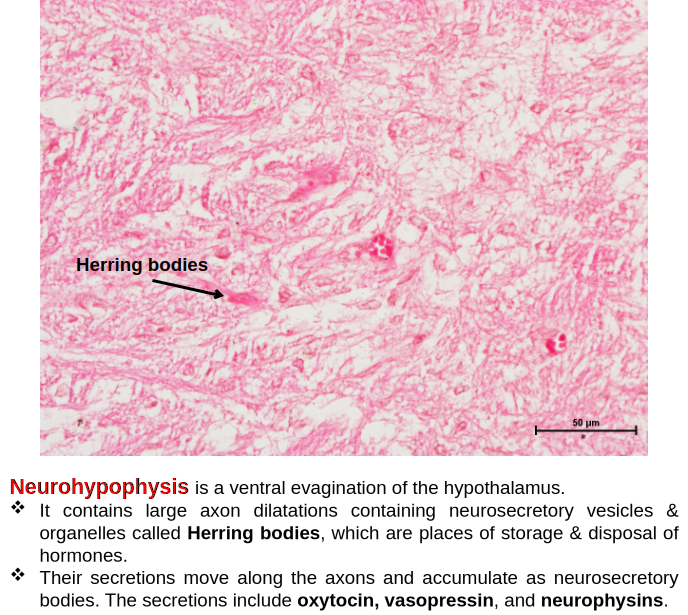 Pituitary Gland 8
