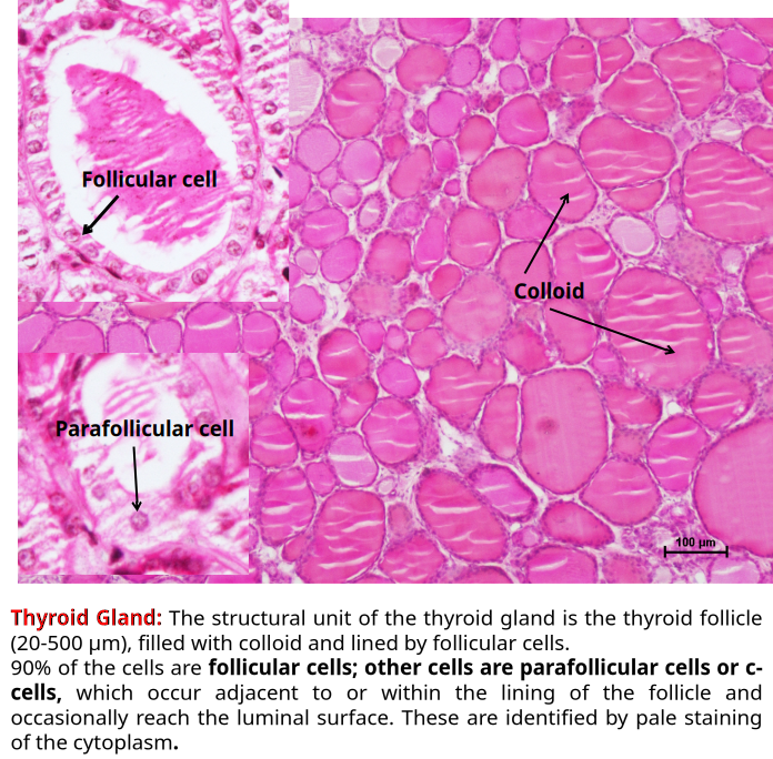Thyroid Gland 2
