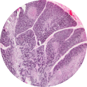 Thymus