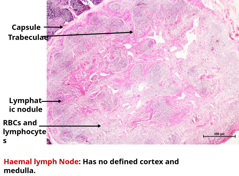 Hemal Node 2
