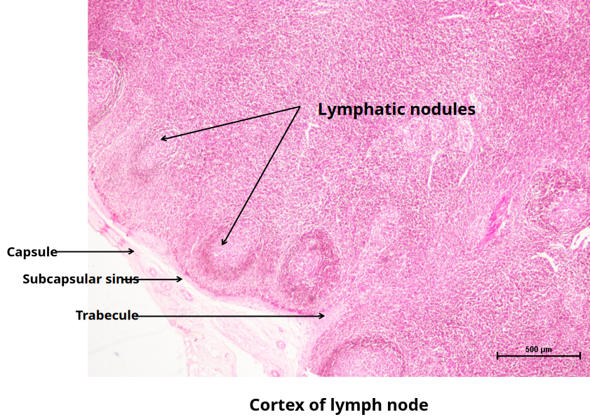 Lymph Node 4
