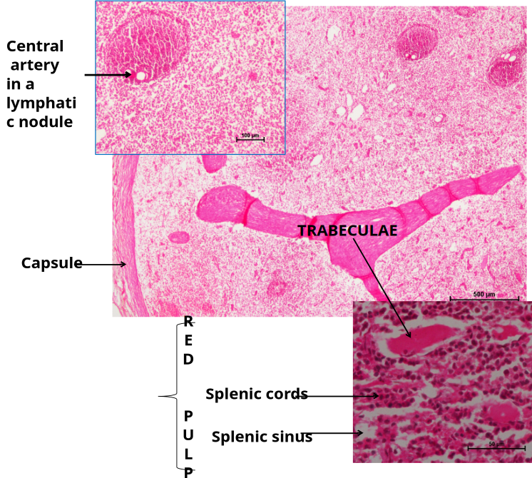 Spleen 4