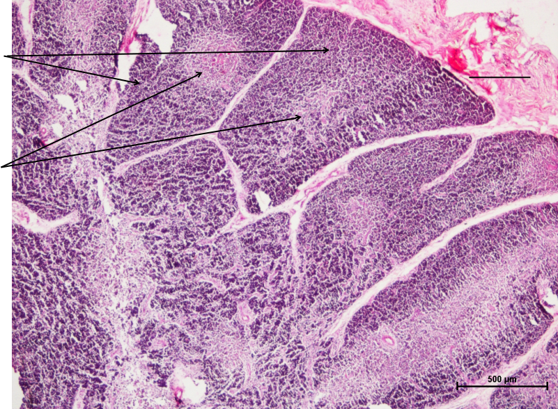 Thymus 1