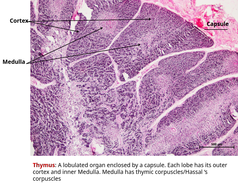 Thymus 2