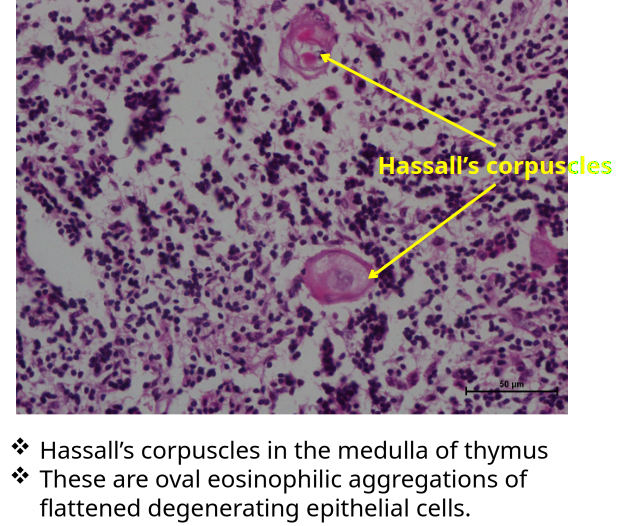 Thymus 4