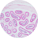 Epididymis