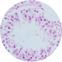 Testis