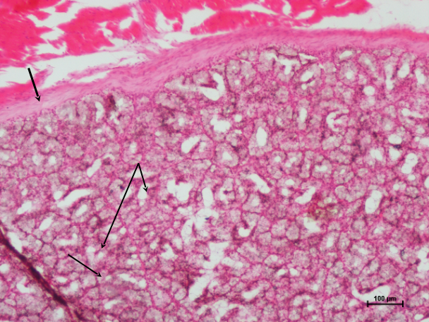Bulbourethral Gland 1