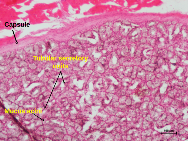Bulbourethral Gland 2
