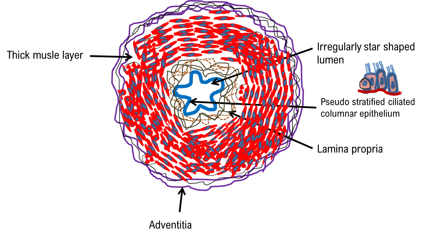 Ductus Deferens 3