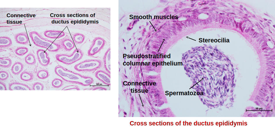 Epididymis 2