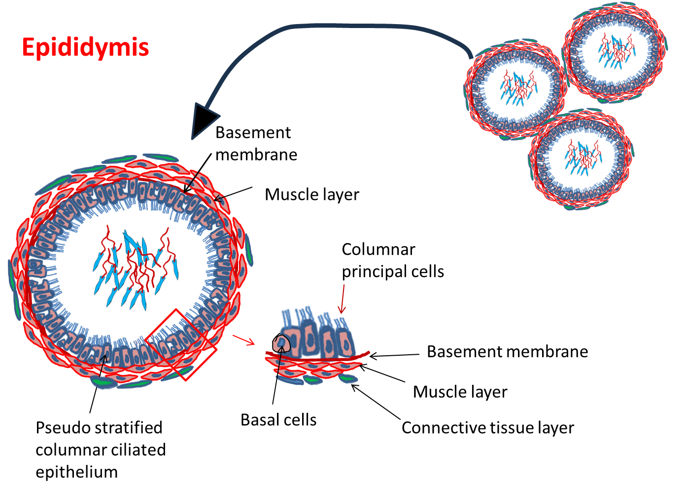 Epididymis 3