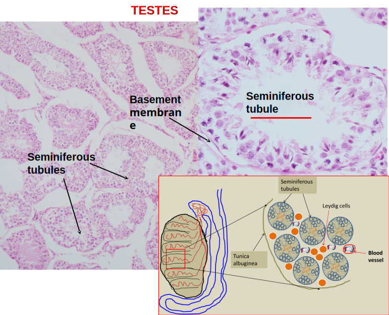 Testis 2