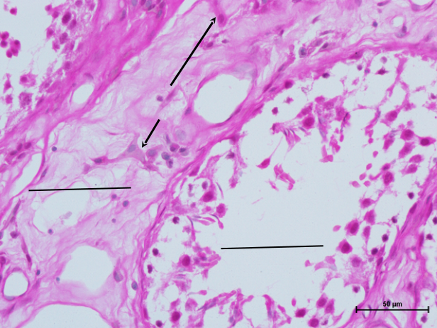 Testis 7