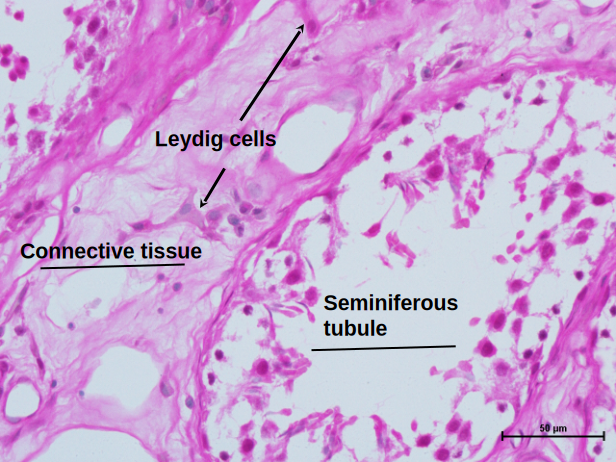 Testis 8