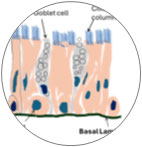 Pseudostratified Epithelium
