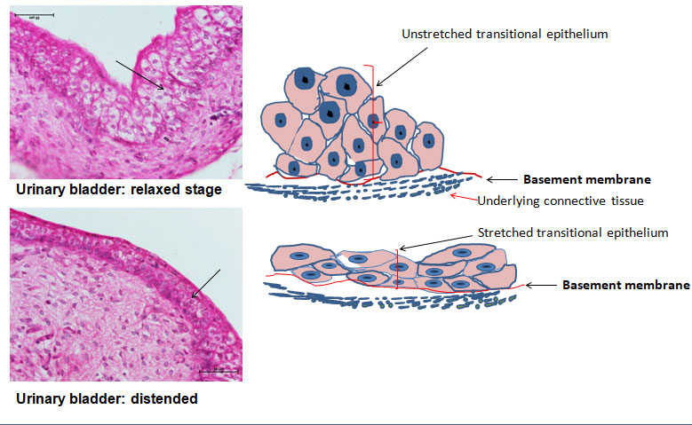 Transitional Epithelium