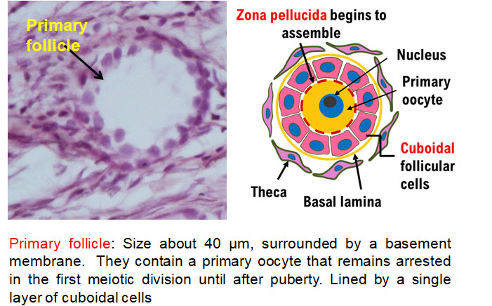Ductus Deferens 2