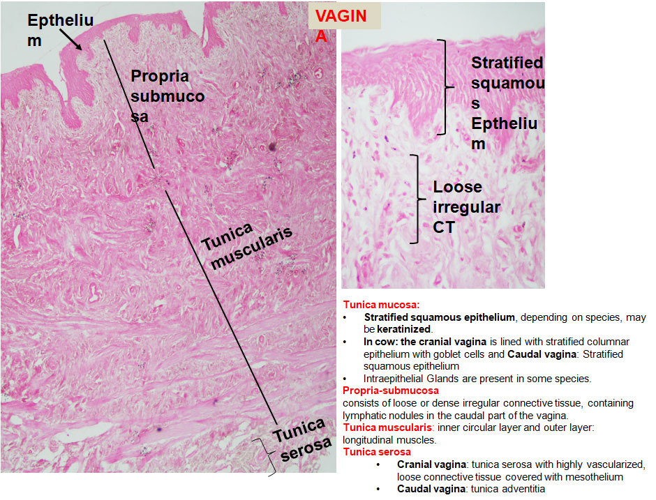 Ductus Deferens 2