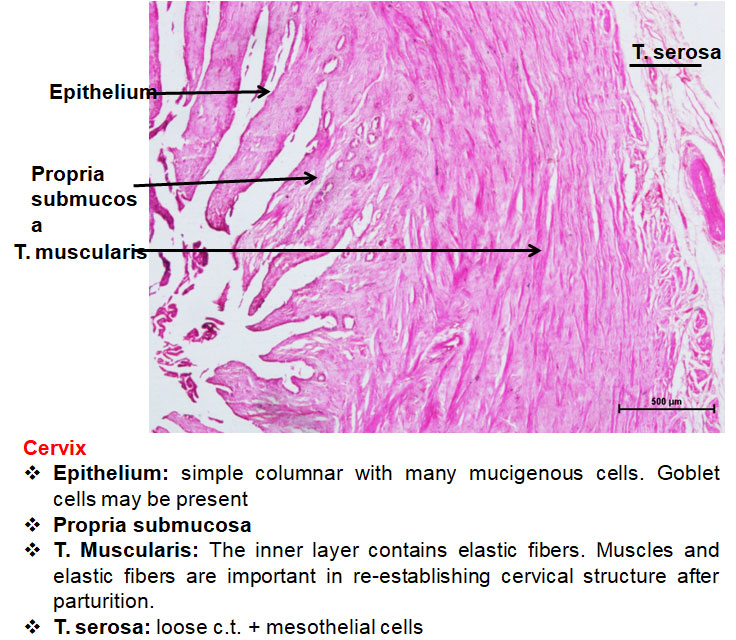Ductus Deferens 2